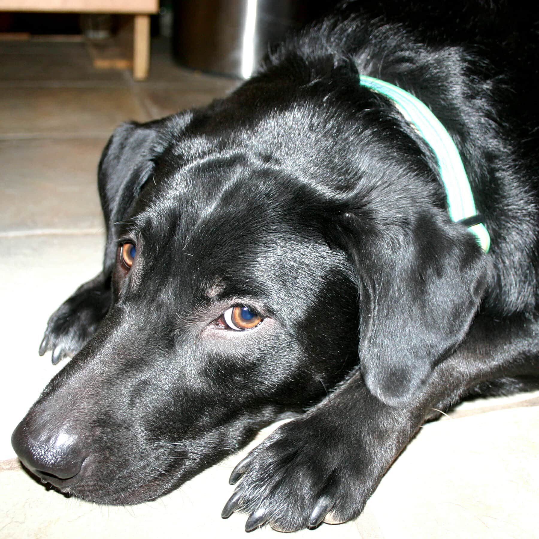 Cooper
