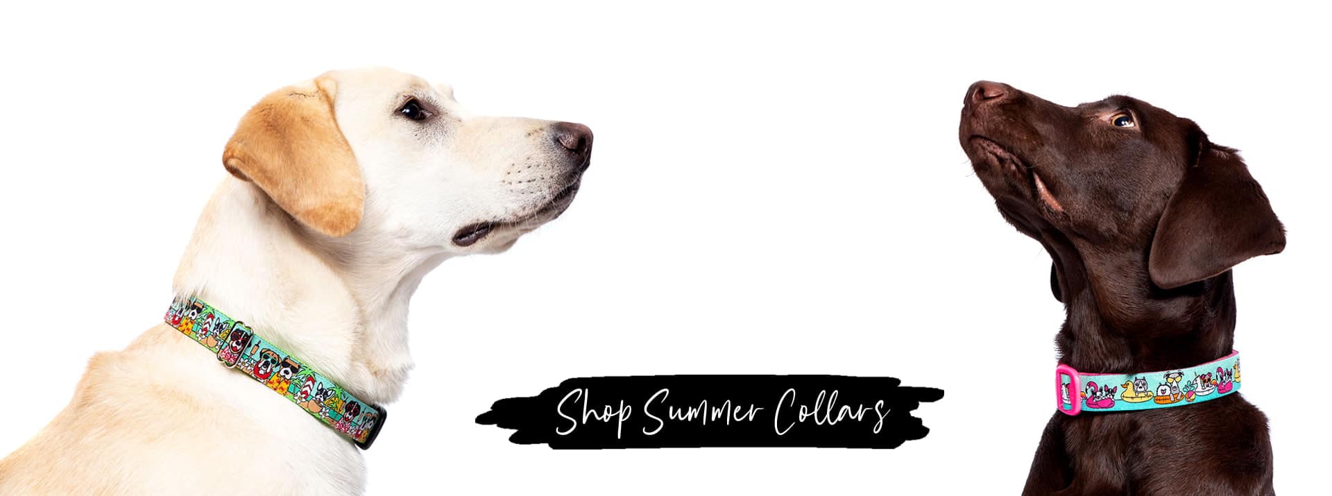 Summer Dog Collars + Spring Dog Collars